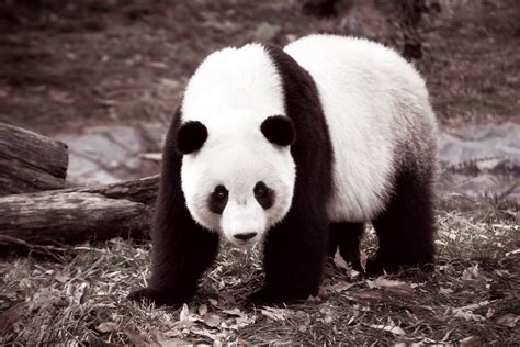 Tai Shan National Zoo, Washington DC | David Malantic | Flickr