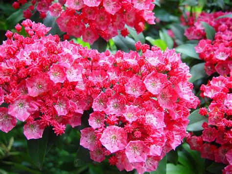 Best Flowering Shrubs For Shade / Choosing Zone 5 Bushes For Shade: Growing Bushes In Zone 5 ...