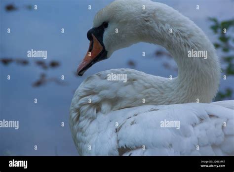 White swan against blue water, feathers close up Stock Photo - Alamy