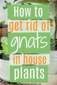 How to Get Rid of Gnats in House Plants - Creative Homemaking