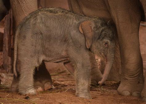 How do Elephants give birth? - Mirror Online