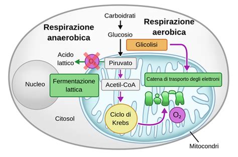 La respirazione cellulare - Labster Theory