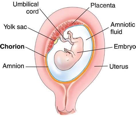 Chorion-Placenta and embryo anatomy | Placenta, Medical ultrasound, Human body vocabulary