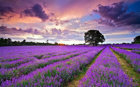 Lavender Field Wallpapers - Wallpaper Cave