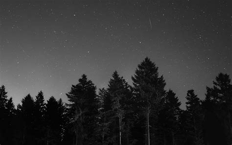 pine forest during night time grey Image - Free Stock Photo