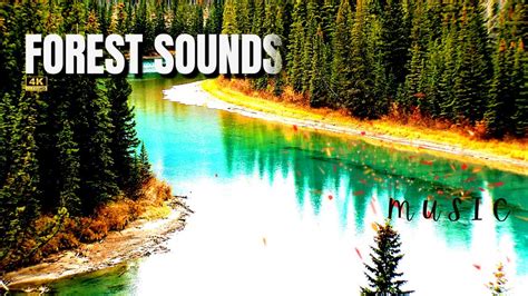 Relaxing forest music with nature scenery and sounds | 4K Meditation ...