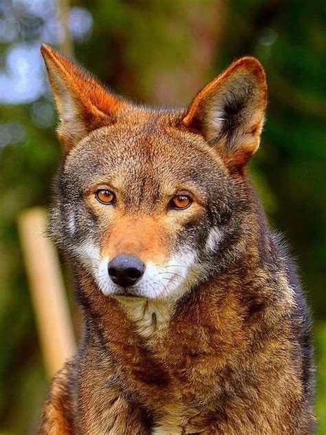 The critically endangered Red Wolf 🔥🐺 | Red wolf, Wolf, Wild dogs