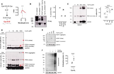 Cysteine trisulfide oxidizes cellular protein thiols. (A) Differential ...