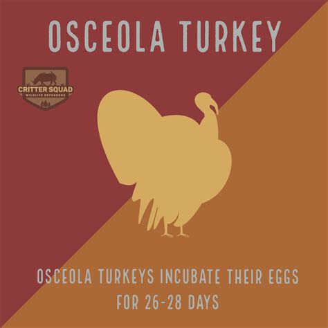 Osceola Turkey Fact Sheet - C.S.W.D