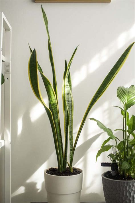 How Do You Fix an Overwatered Snake Plant? - Plants Craze