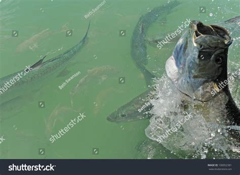 Jumping Tarpon: Over 71 Royalty-Free Licensable Stock Photos | Shutterstock