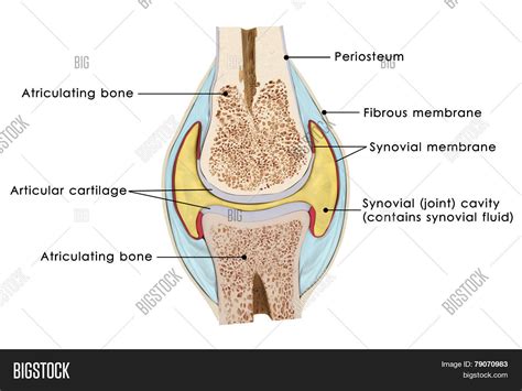 Knee Bursae Image & Photo (Free Trial) | Bigstock