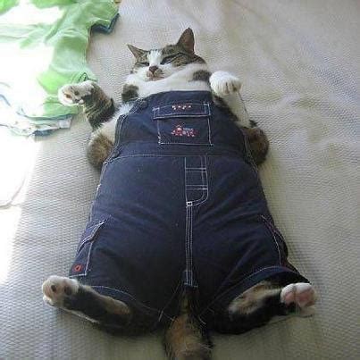 Fat cat | Animal costumes | Pinterest | Cats, Overalls and Fat cats