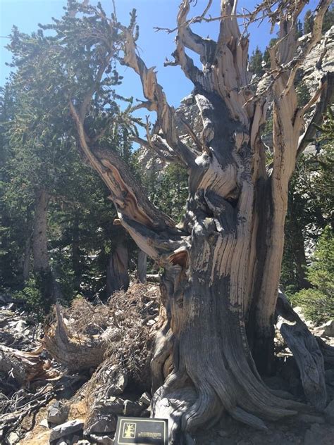 The Bristlecone Pines of Great Basin | Bristlecone pine, Great basin, National parks