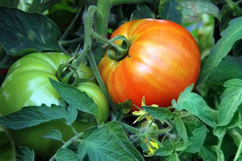 14 Top Tomato Growing Tips for the Ultimate Crop - Birds and Blooms