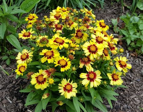 Deer Resistant Perennial Flowers Zone 6 / Top 12 Summer-Blooming ...