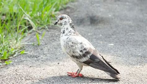 Tippler Pigeons: Breed Information & Facts – Pigeonpedia