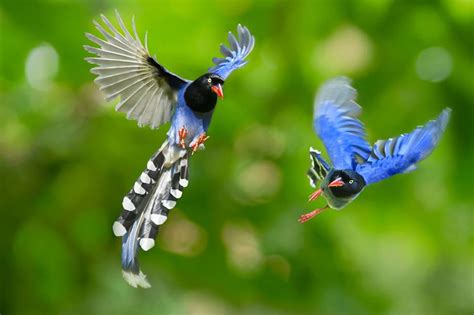 Most beautiful birds: Taiwan Blue Magpie - Strange Sounds