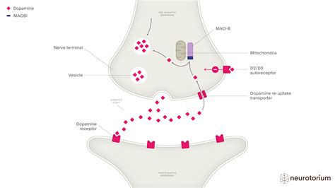 Monoamine Oxidase B Inhibitors - Neurotorium