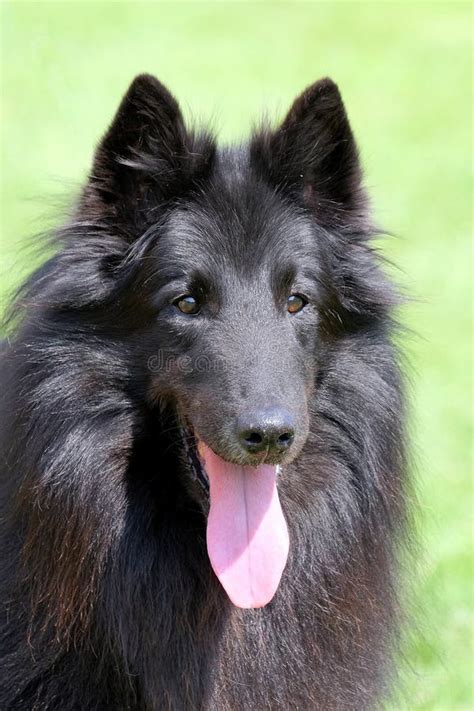 Black Belgian Shepherd Puppy Picture. Image: 90488865