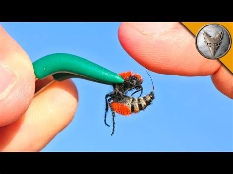 Animal Expert Coyote Peterson Lets Himself Get Stung By Wasp ‘Cow Killer’ — For Science?