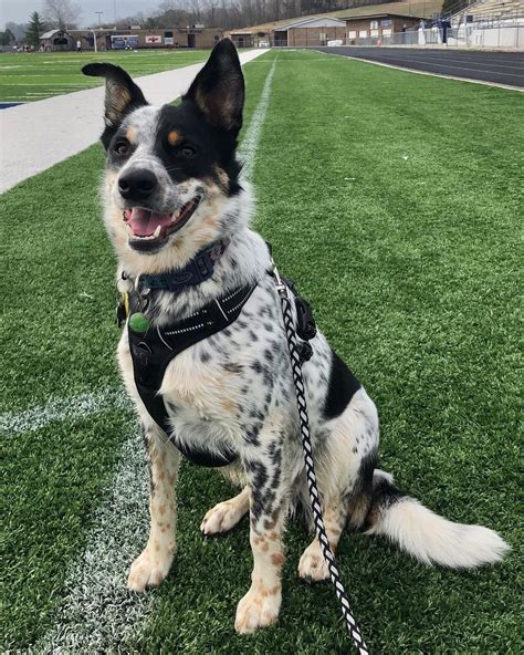 Texas Heeler | Dog Breed Info: Pictures, Personality & Facts | Doggie Designer | Aussie cattle ...