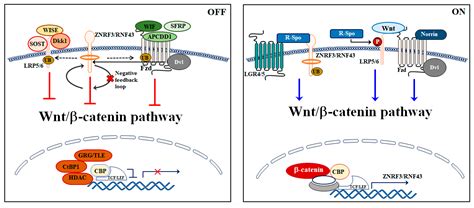 Wnt Beta Catenin Signaling Pathway