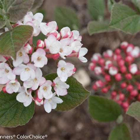 Spice Girl® - Korean Spice Viburnum - Viburnum carlesii | Proven Winners