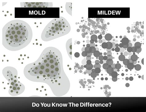 Mold Vs. Mildew: Do You Know The Difference?