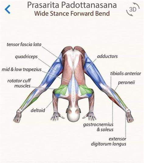 prasarita padottanasana a b c d - Google Search | Yoga anatomy, Yoga ...