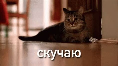 Cat Staring GIF - Cat Staring - Discover & Share GIFs