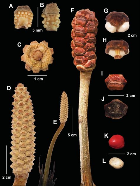 Reproductive characteristics of Zamia paucifoliolata. A.... | Download ...