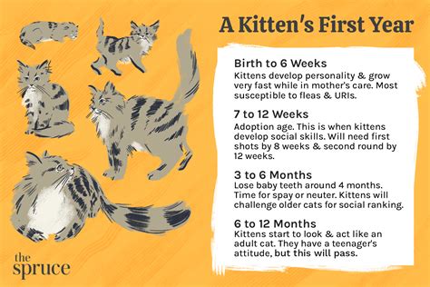 Kitten Development: From 6 Months Old to 1 Year