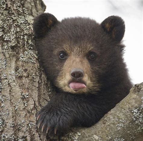 Baby Bear Cub In A Tree : r/hardcoreaww