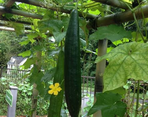 Organic Luffa Seeds - Etsy