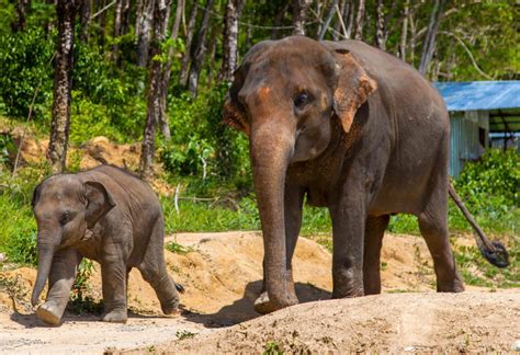 Phuket Elephant sanctuary Tour