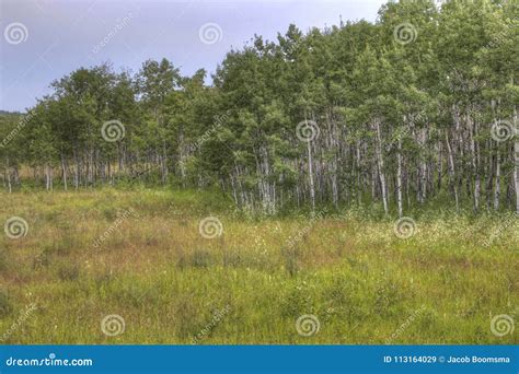 Birds Hill Provincial Park, Manitoba Stock Image - Image of hill ...