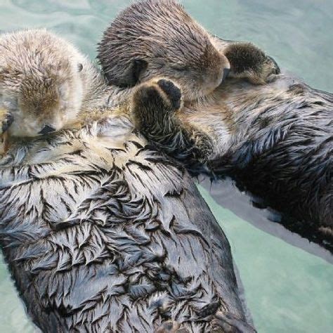 15 Long-Term Relationship Hacks | Otters holding hands, Animals ...