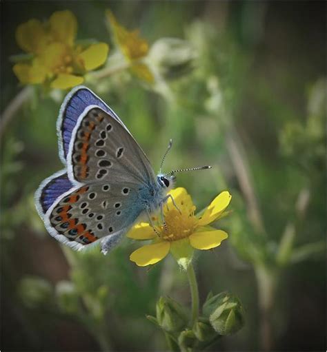 Beautiful Butterflies and Other Insects Giving Great Nature Pictures ...