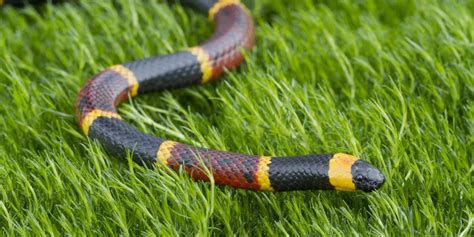 Florida's Venomous Snakes - Florida RV Trade AssociationFlorida RV ...