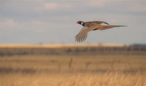 Pheasant Hunting Public Land Tactics that Work - Basic Uplander