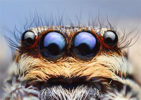 Four Eyes | Spider eyes, Animals, Macro photography