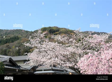 Cherry blossoms in Kyoto Arashiyama Stock Photo - Alamy