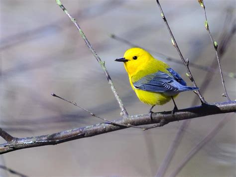 Prothonotary Warbler