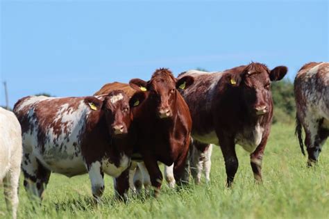 Why Shorthorn? - Irish Shorthorn Society