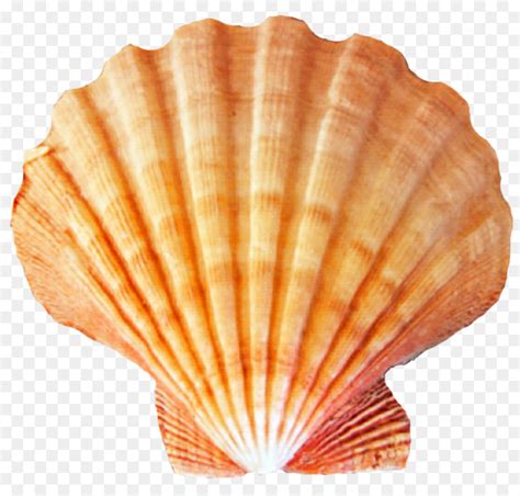 Free Seashell Clipart Transparent, Download Free Seashell Clipart Transparent png images, Free ...