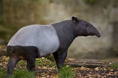 About animals: Malayan Tapir