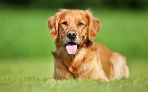 Summer Cuts for Golden Retrievers - Dogable