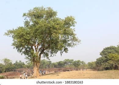 Peeple Tree View Ratnagiri Hill Jajpurodishaindia Foto de stock 1883180263 | Shutterstock