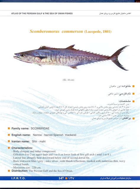 narrow-barred spanish mackerel - Nilgoon Chabahar Sea